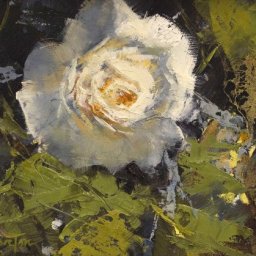 White Rose ● 5" x 7" ● Oil ● $300